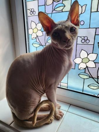 Image 1 of 2 lovely sphynx kittens LEFT