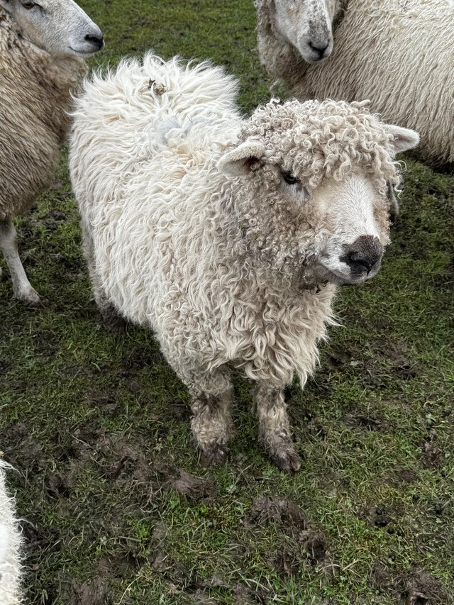 Preview of the first image of 6 Greyface Dartmoor Wethers.