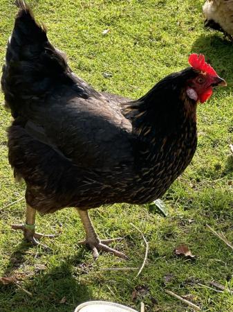 Image 3 of POL Black Rock Hybrid Hens
