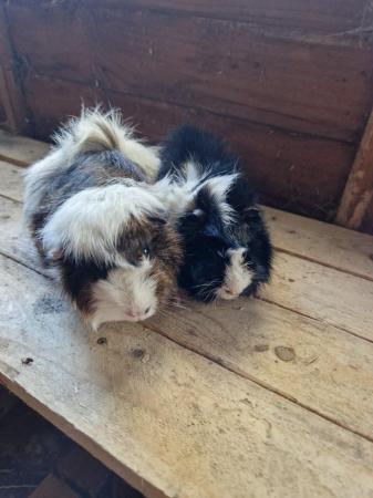 Image 1 of Young Boar Guinea Pigs For Sale