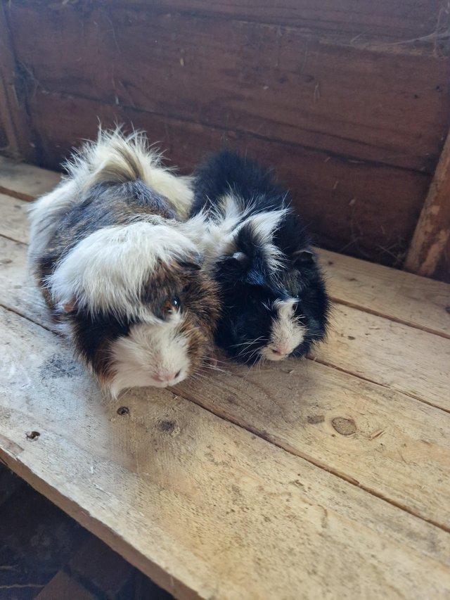 Preview of the first image of Young Boar Guinea Pigs For Sale.