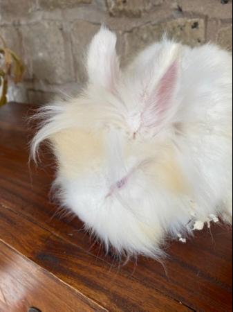 Image 1 of Unusual marked Lionhead rabbit 6 months old