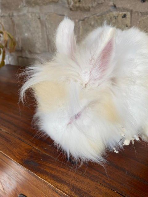 Preview of the first image of Unusual marked Lionhead rabbit 6 months old.