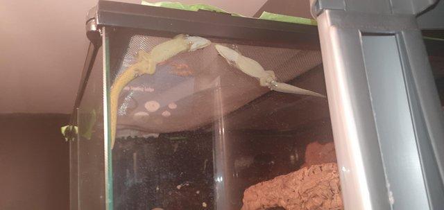 Image 4 of CB23 baby lined day gecko(phelsuma lineata)