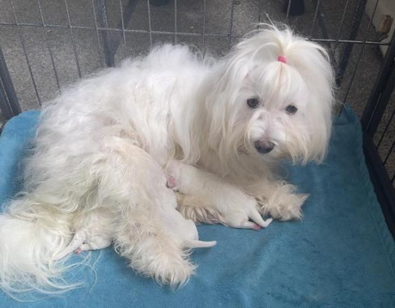 Image 11 of Gorgeous Maltese Puppies Looking For Their Forever Homes