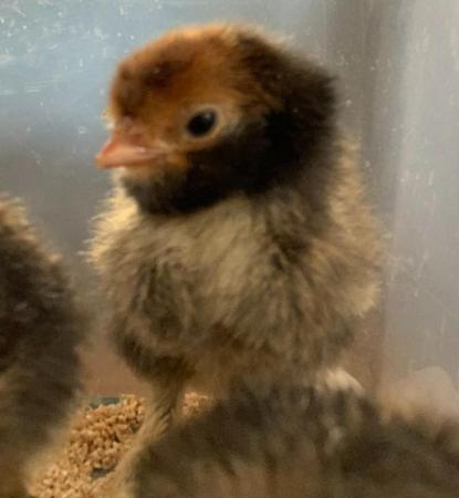Image 2 of 3 Pavlovskya chicks - unrelated parents