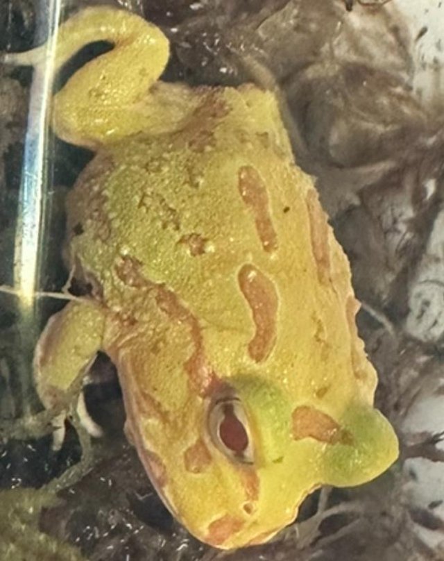 Preview of the first image of 10 week old Pacman frogs -.
