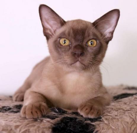 Image 3 of Exceptional Burmese kittens