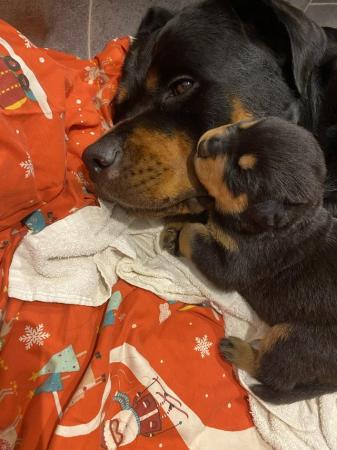 Image 5 of KC registered Rottweiler puppies ready to leave