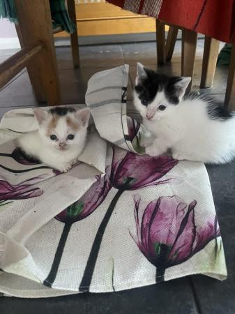 Image 19 of 7week old kittens for sale