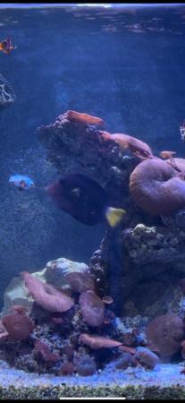 Image 1 of Purple Tang Marine Fish 2 Years Old Reef Safe