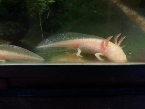Image 5 of 12 months old axolotls Lucy's gold and coppers