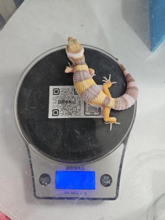 Image 3 of Home bred leopard gecko ready next weekend