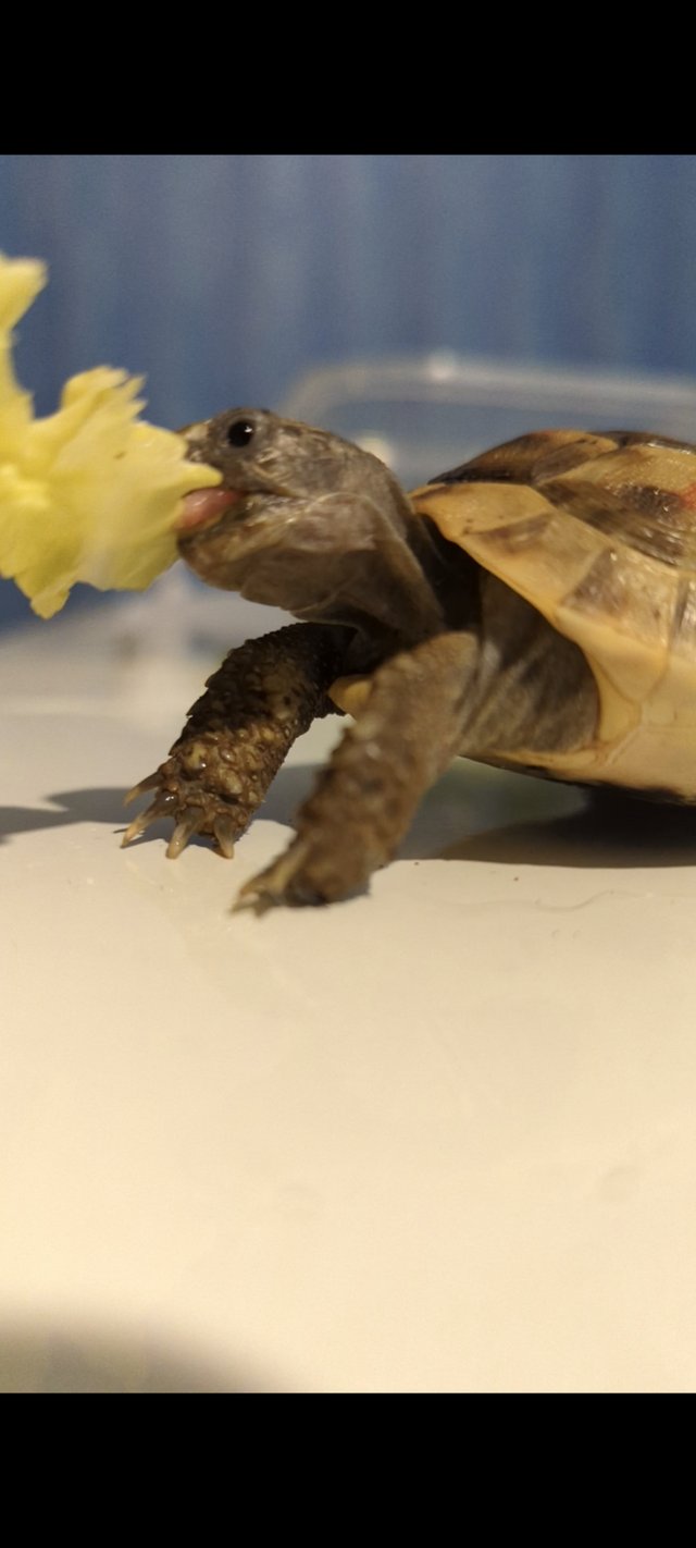 Preview of the first image of Mediterranean spur thighed tortoise.