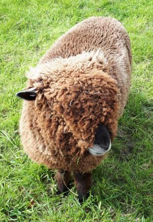 Image 3 of Tiny Coloured Ryeland Ewe - 12 months old - Pet Home Only