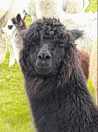Image 2 of Alpaca breeding female and cria at foot, exceptional colours