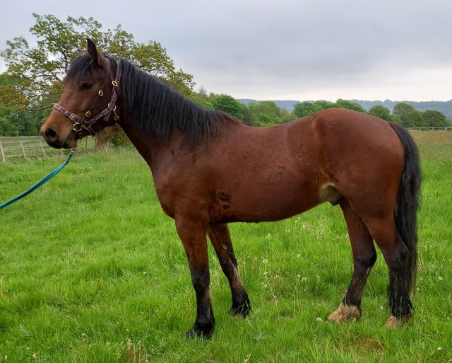 Preview of the first image of Welsh Section D 3yr Old Gelding.