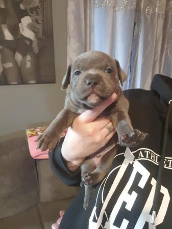 Image 3 of Blue kc Staffordshire bull terrier puppies