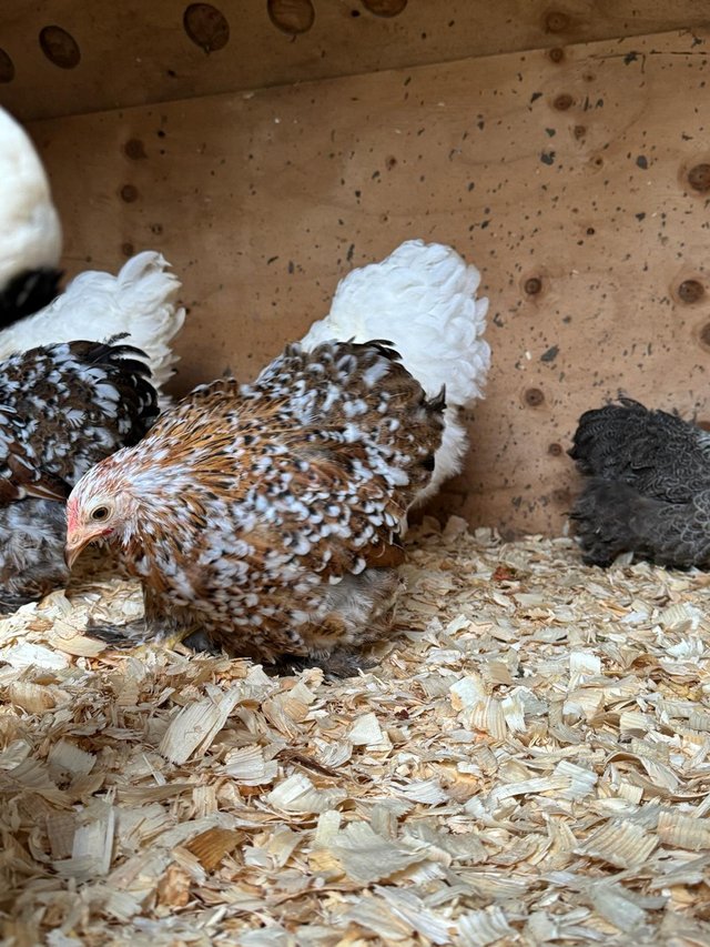 Preview of the first image of Silkies/polish/cochins/bantams POL hens 16 weeks.