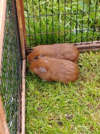 Image 9 of Guinea pigs (males and females)