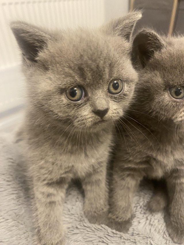 Preview of the first image of Stunning GCCF British Shorthair Kittens.