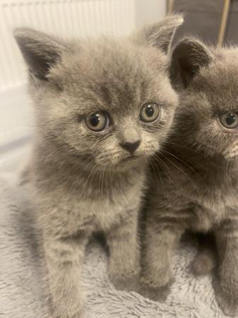 Image 1 of Stunning GCCF British Shorthair Kittens
