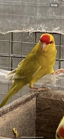 Image 9 of Adult Cockatieals all colourswhitefaceNormalspied