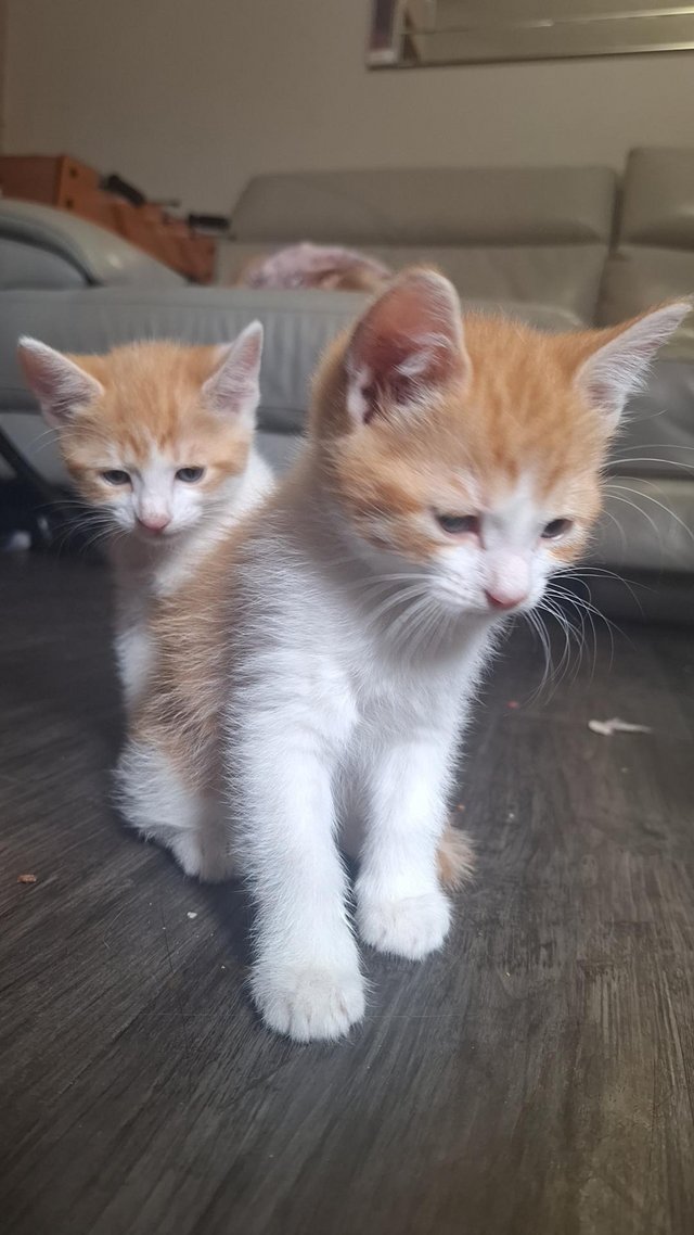 Preview of the first image of 6 weeks old ginger kittens.