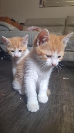 Image 1 of 6 weeks old ginger kittens