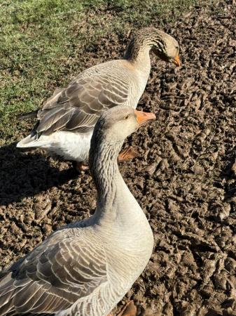 Image 2 of Toulouse geese x 6 for sale