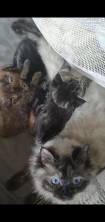 Image 7 of 5 week old Ragdoll X Kittens