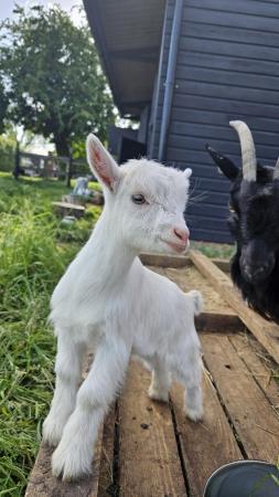 Image 6 of Beautiful Pygmy Kid Goats for Sale