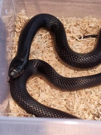 Image 4 of MEXICAN BLACK KINGSNAKES CB2022