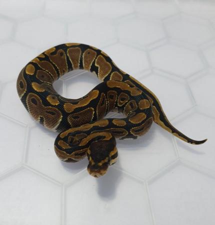 Image 1 of Hatchling royal pythons available