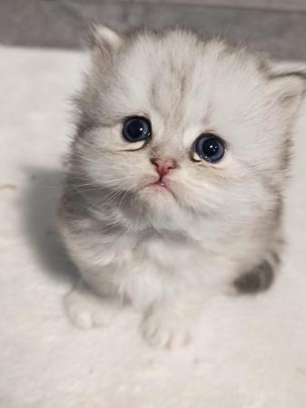 Image 1 of Doll-faced pedigree Persian kittens