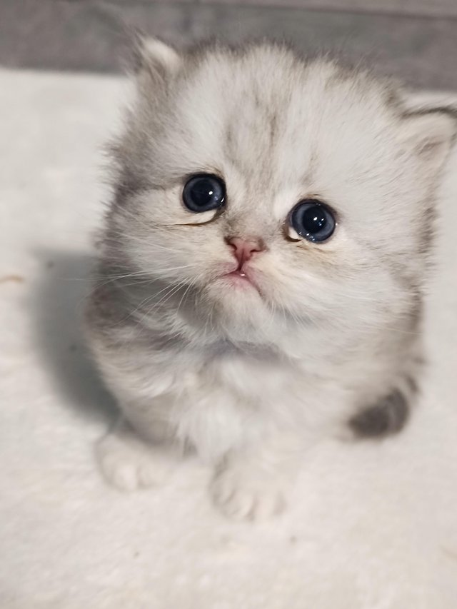 Preview of the first image of Doll-faced pedigree Persian kittens.