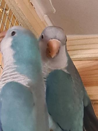 Image 7 of Pair Blue Quaker parrots