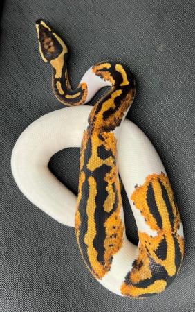 Image 4 of Pied yellow belly ball python male pumpkin pied royal