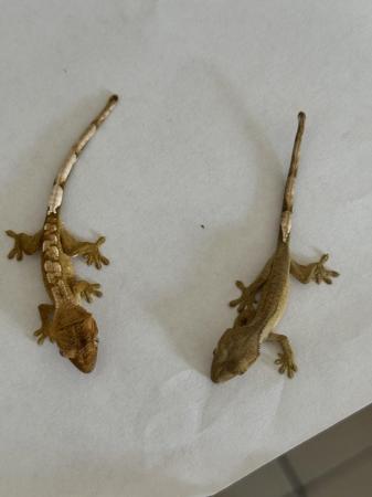 Image 4 of 3 baby crested geckos + small vivarium