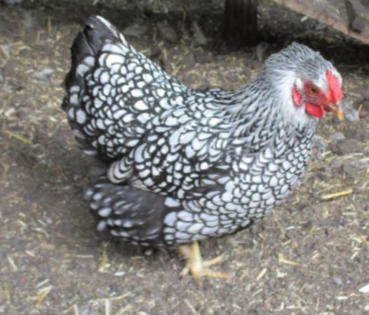 Image 7 of Silver Laced Wyandotte Bantam growers