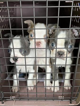 Image 4 of chunky rare colours full pedigree blue eyed Boston terriers