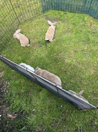 Image 2 of Rabbits for sale ready now