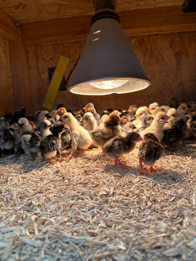 Preview of the first image of Polish and Pekin Bantam Chicks.