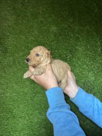 Image 8 of F2 miniature Labradoodles looking for homes