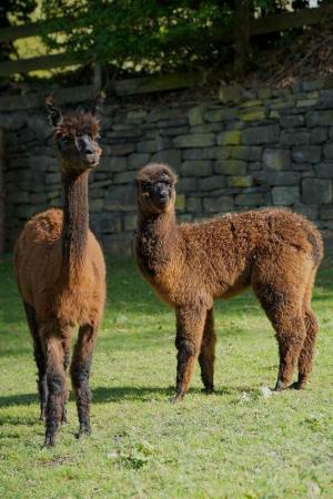 Image 2 of Trio of female alpacas, two mated for 2024