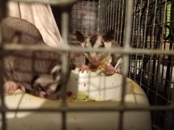 Image 8 of 2 WHITE FACED SUGAR GLIDERS
