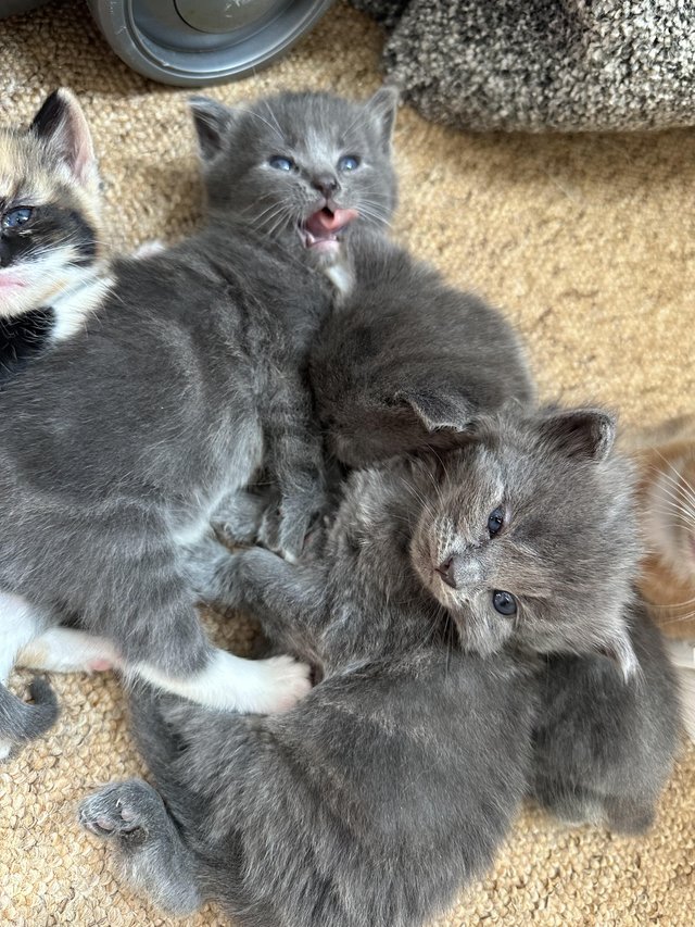 Preview of the first image of Three beautiful grey coloured kittens.