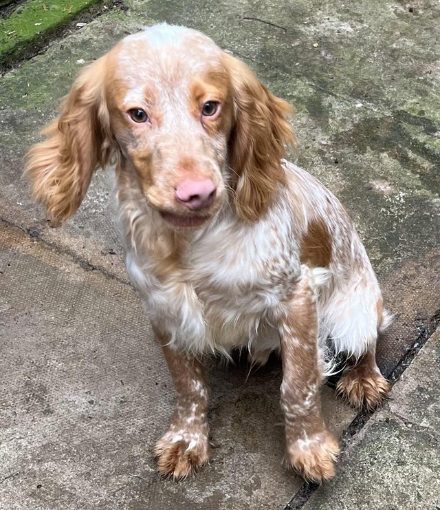 Preview of the first image of KC Registered Cocker Spaniel Puppy.