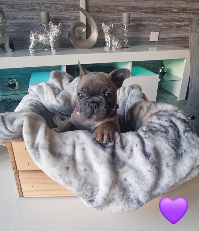 Preview of the first image of LAST 1 MISS PURPLE- REDUCED - 7 French Bulldog Puppies.