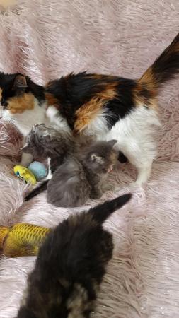 Image 4 of Chinchilla Persian x turkish calico kittens 1 girl left